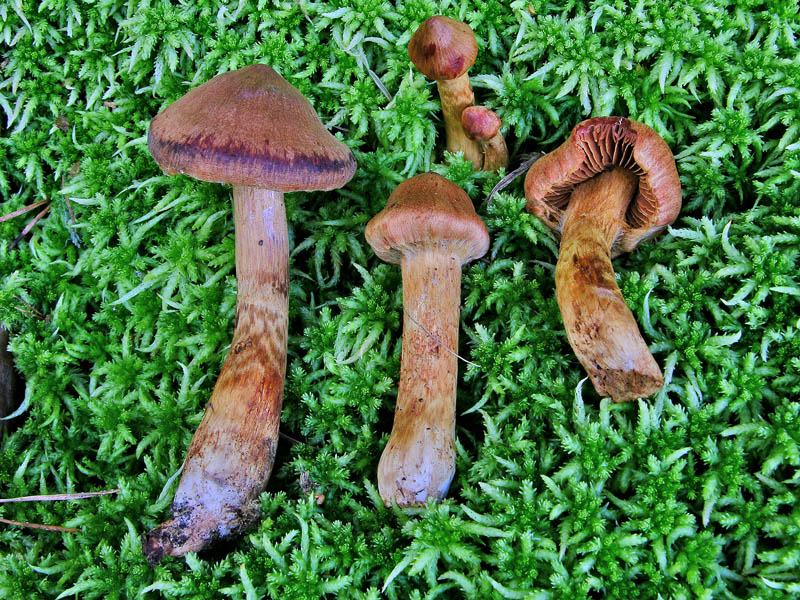 Cortinarius rubellus Cooke
